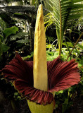 Rain Forest Exotics