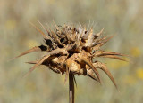 Wild Artichoke