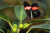 A Moth & A Few Butterflies