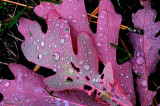 Autumns Leaves 22