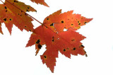 Autumns Leaves 23