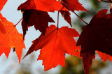 Autumns Leaves 32