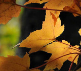 Autumns Leaves 36