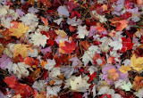Autumns Leaves 38