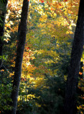Autumns Trees 48