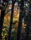 Autumns Trees 49