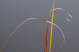 Dance of the Cattail