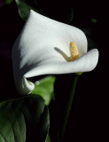 Cala Lily