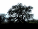 Oak in Fog