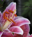 Flowers from the Garden