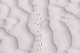 White Snds 3 118-Edit.jpg