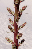 White Snds 3 132-Edit.jpg