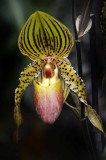 Rain Forest Exotics