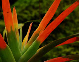 Rain Forest Exotics