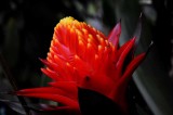 Rain Forest Exotics