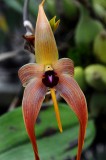 Rain Forest Exotics