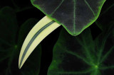 Rain Forest Exotics