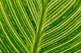 Rain Forest Exotics