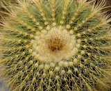 Succulents, Cactus & Other Spiny Plants