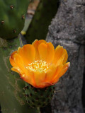 Succulents, Cactus & Other Spiny Plants
