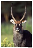 Waterbuck