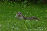 Loutre