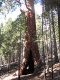 20091029_064842_Sequoia_National_Park_346.jpg