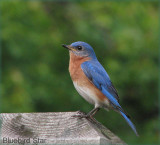 Mr Blue Angel - Bluebird