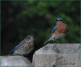Bluebirds Son and Father