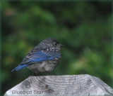 Bluebird Son