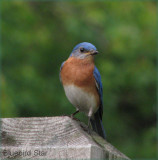 Bluebird Star Father