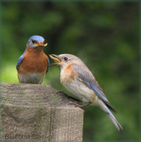 Mom Swallows Gift from Dad - Bluebirds