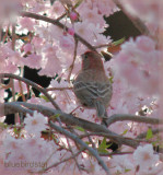 Finch Enjoying Cherry Blossoms