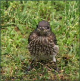 Baby Bluebird - Female