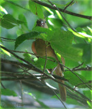 Baby Cardinal (Fledgling)