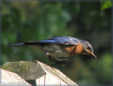 Bluebird Star Take Off