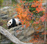 Panda in Autumn