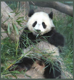 Young panda
