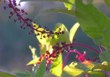 Pokeberry Branches