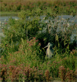 Heron