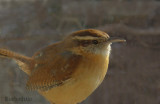 Wren