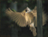 Titmouse