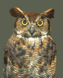 Great Horned Owl