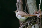 Hermit Thrush