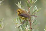 Prairie Warbler on Olive