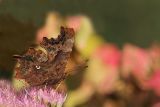 Polygonia c-album