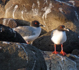 Swallow-tailed Gulls back from a night of fishing