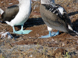 The darker feet belong to the male