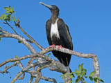See the M on her breast .... Magnificent Frigatebird
