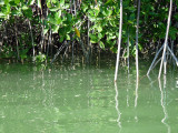 Touring the mangroves looking for sea turtles, sharks etc
